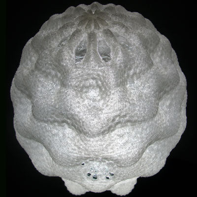 PLA Filament - 1.75mm - Transparent - 1kg Spool